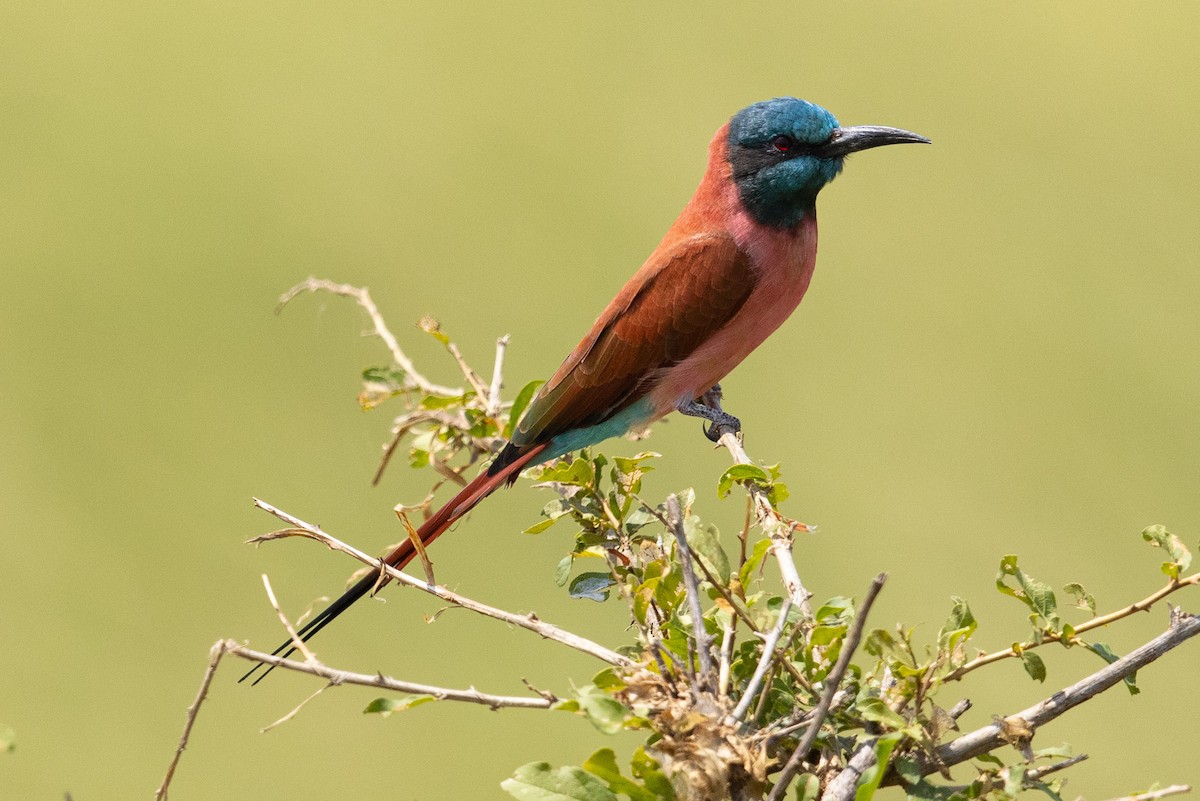 Northern Carmine Bee-eater - ML365653111