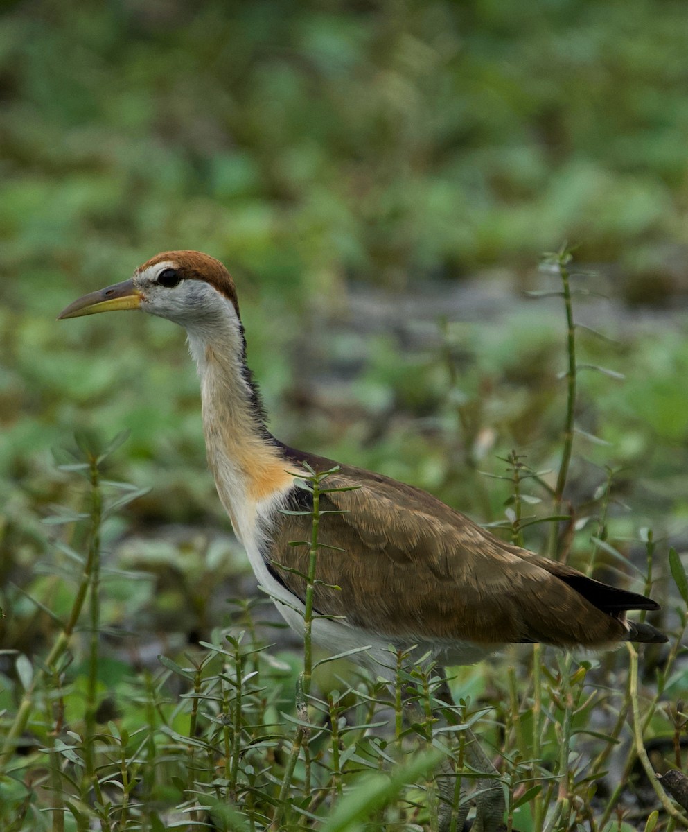 Bronze-winged Jacana - ML365653361