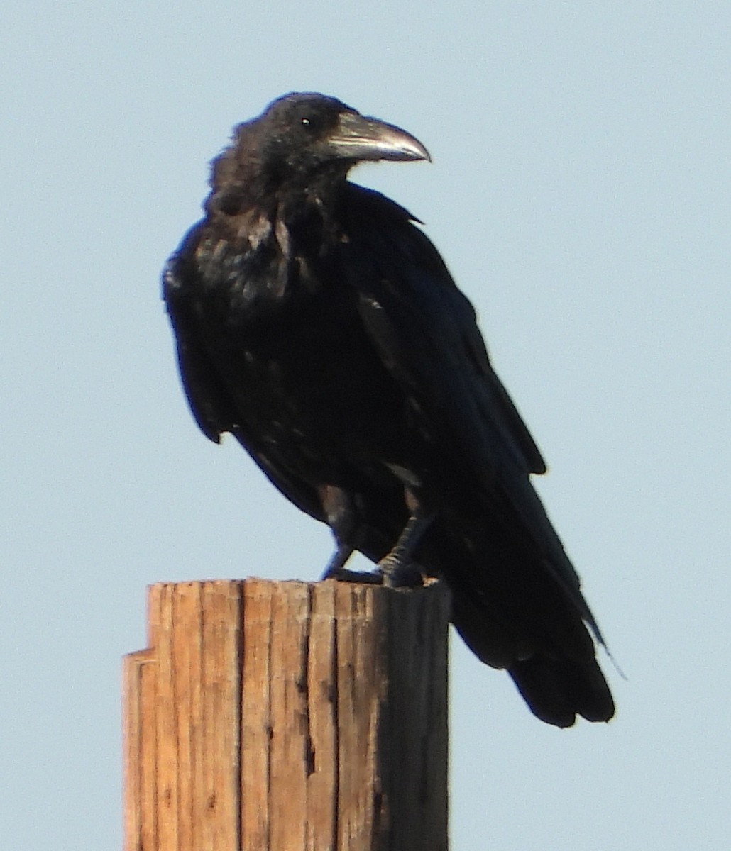 Common Raven - ML365654191