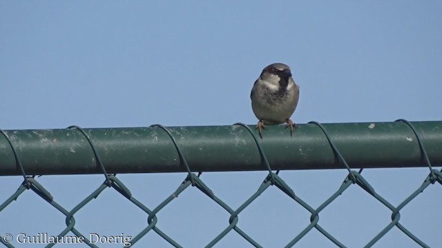 House Sparrow - ML365654711