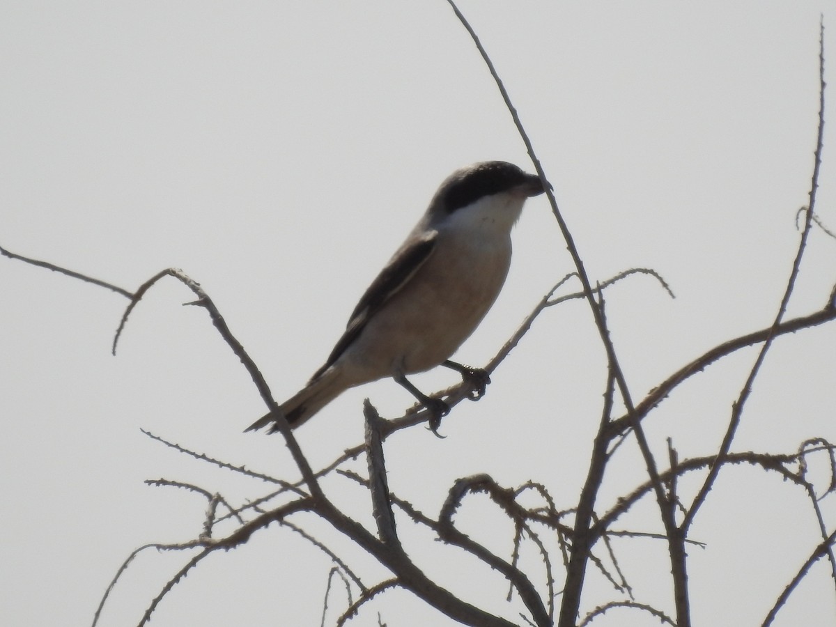 Great Gray Shrike - Hazem  AL Hreisha