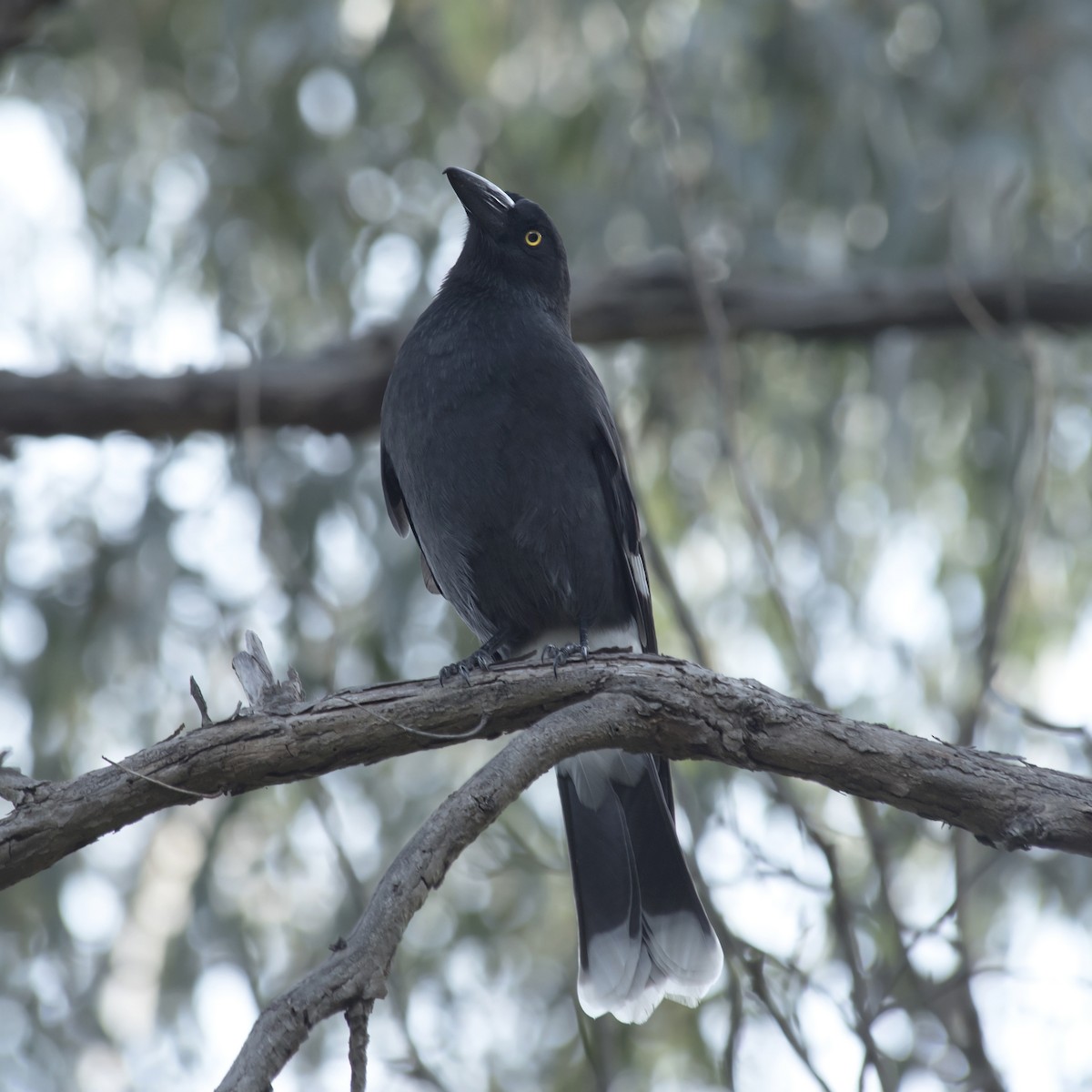 Pied Currawong - ML365655791