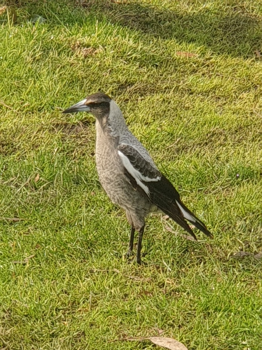 Australian Magpie - ML365656341