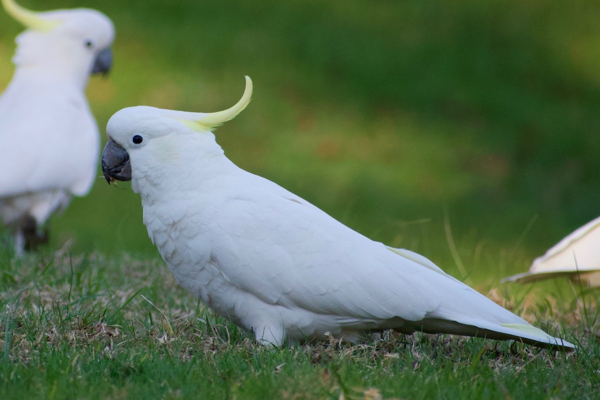 Sulphur-crested Cockatoo - ML365656681