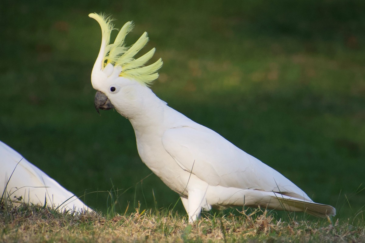 Sulphur-crested Cockatoo - ML365656691