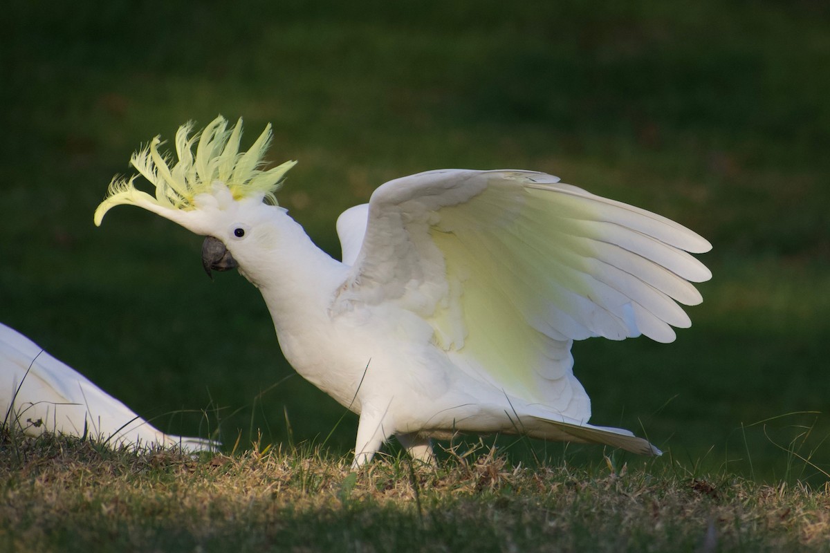 Sulphur-crested Cockatoo - ML365656701