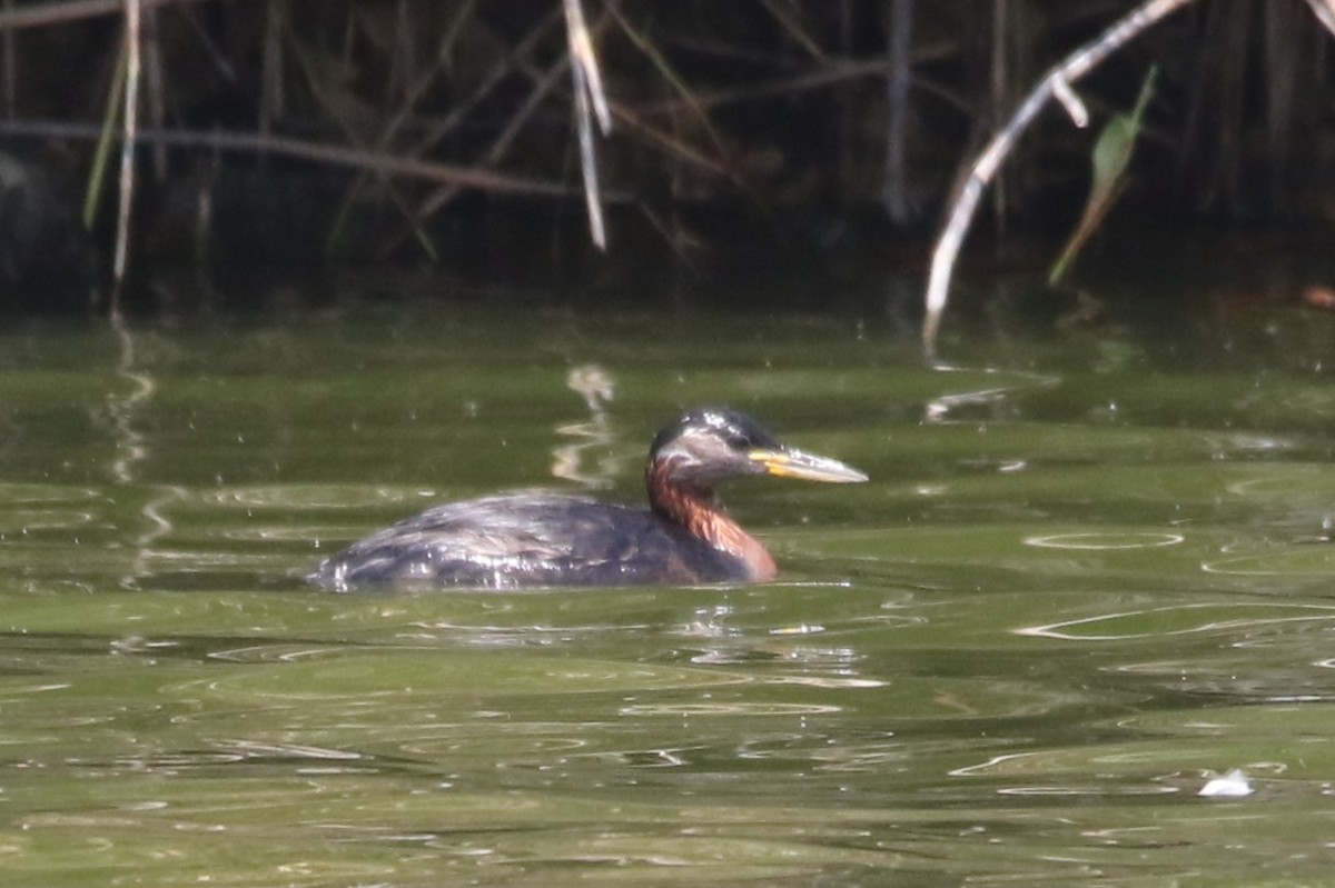 Red-necked Grebe - ML365656991