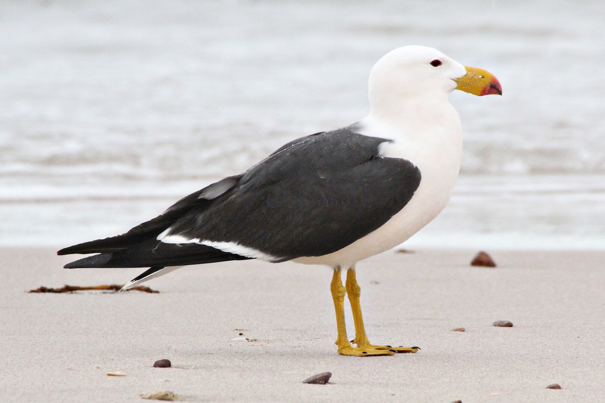 Gaviota de Tasmania - ML365658841