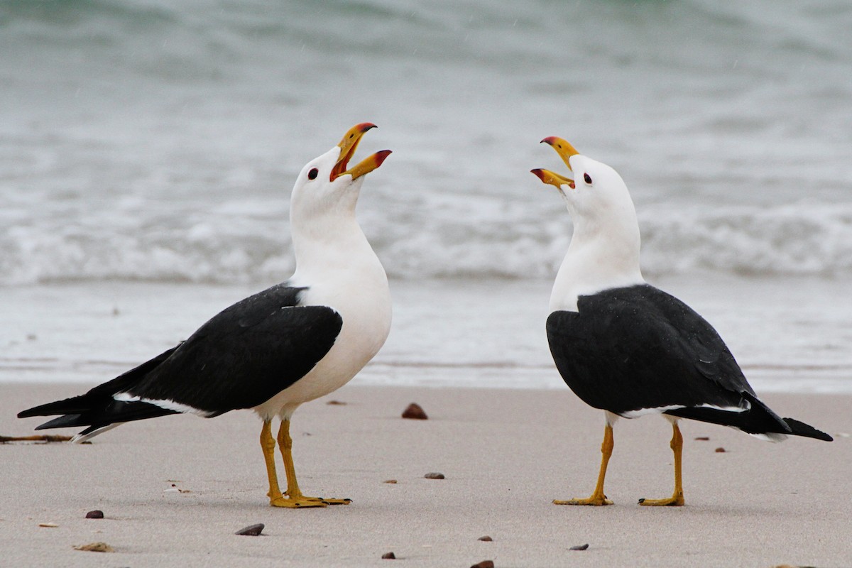 Pacific Gull - Gypsy Stockley