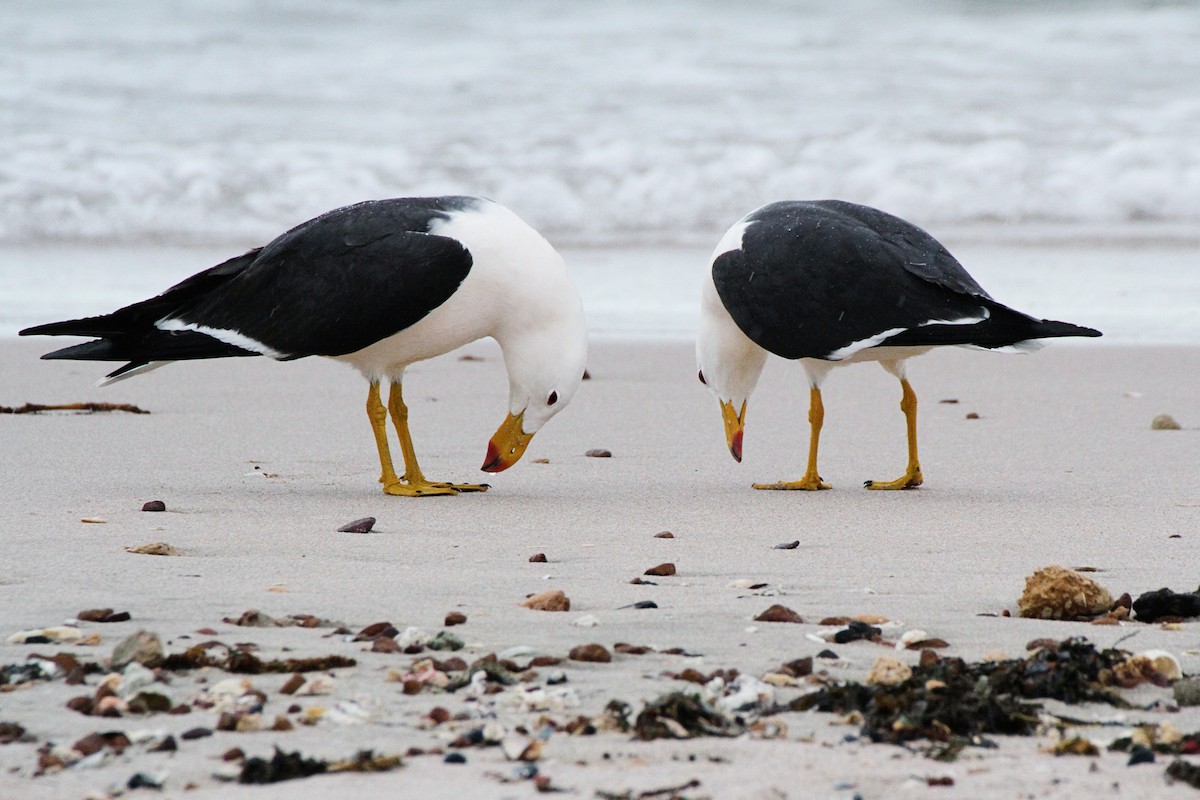 Gaviota de Tasmania - ML365658911