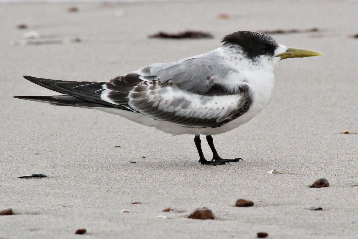 Great Crested Tern - ML365658961