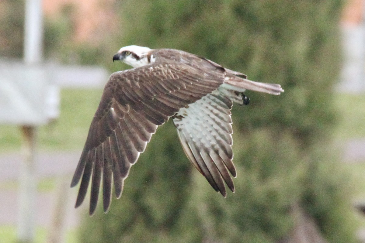 Águila Pescadora - ML365658971