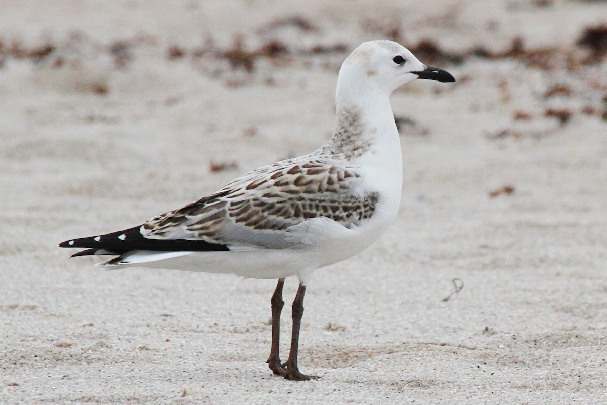 Silver Gull - ML365659011