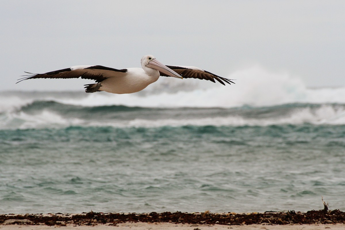 pelikán australský - ML365659021