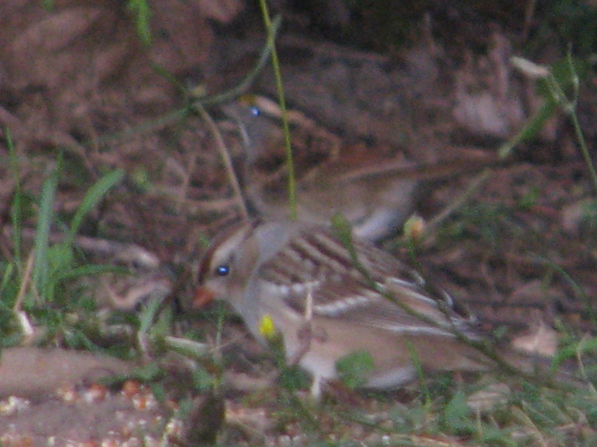 White-crowned Sparrow - ML36565941