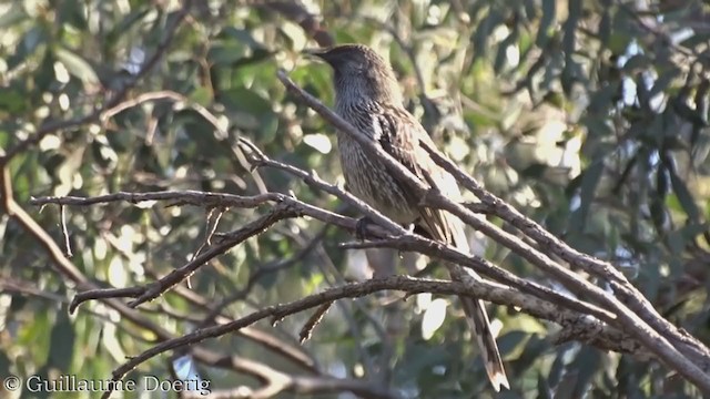 Little Wattlebird - ML365659831