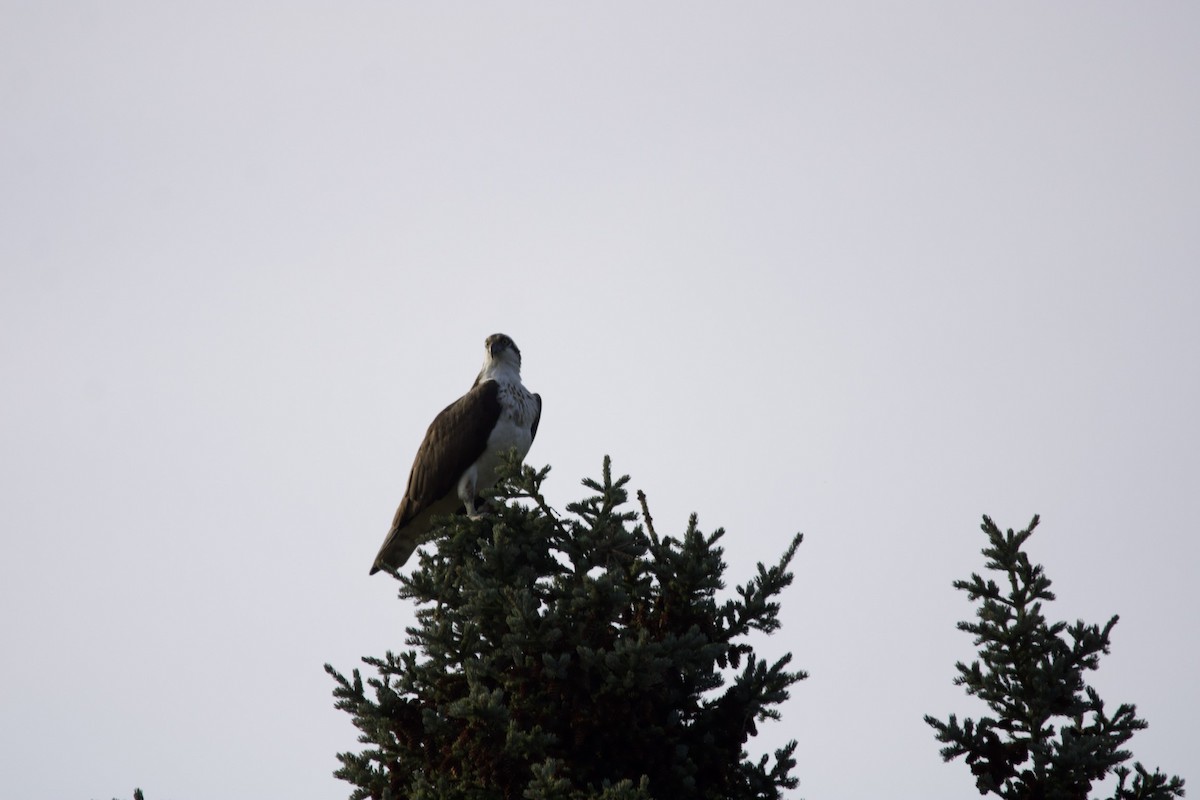 Osprey - ML365660791