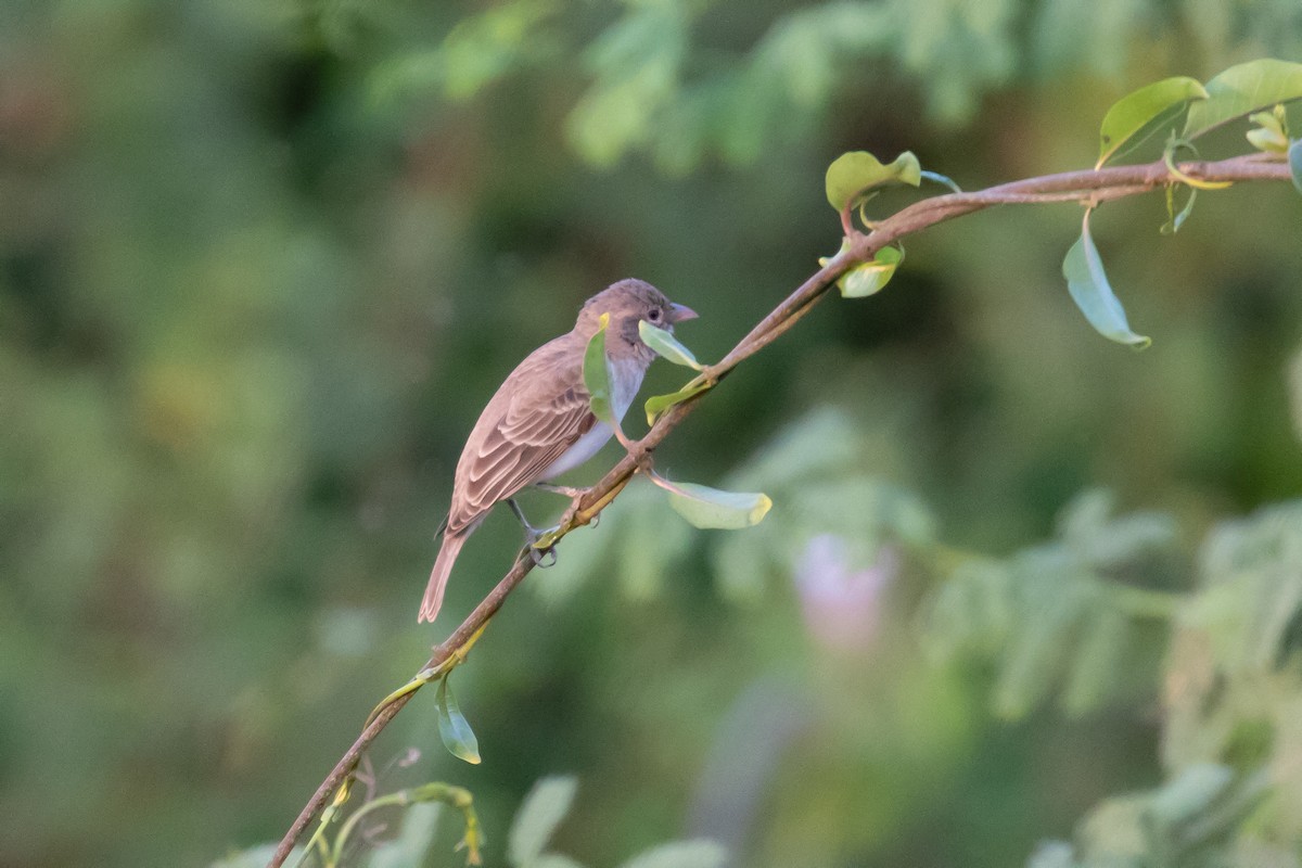 Moineau à point jaune - ML365661511