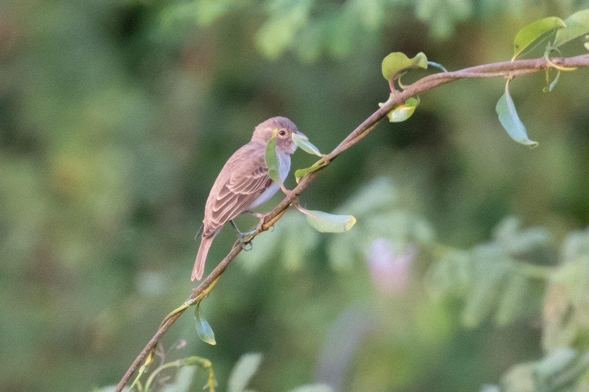 Yellow-spotted Bush Sparrow - ML365661521