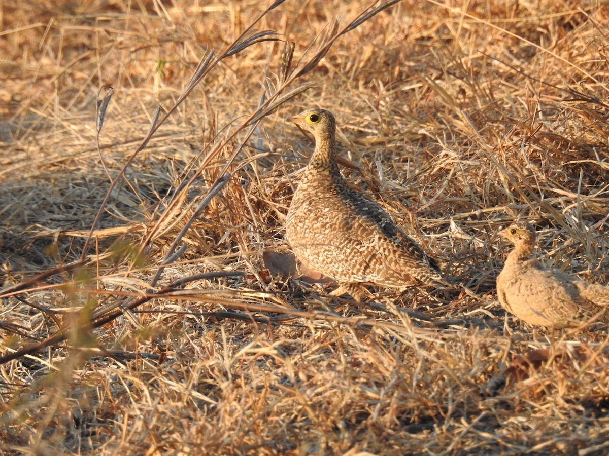 Double-banded Sandgrouse - ML365661681