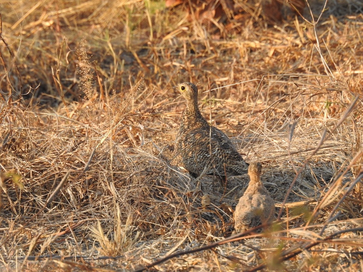 Double-banded Sandgrouse - ML365661691