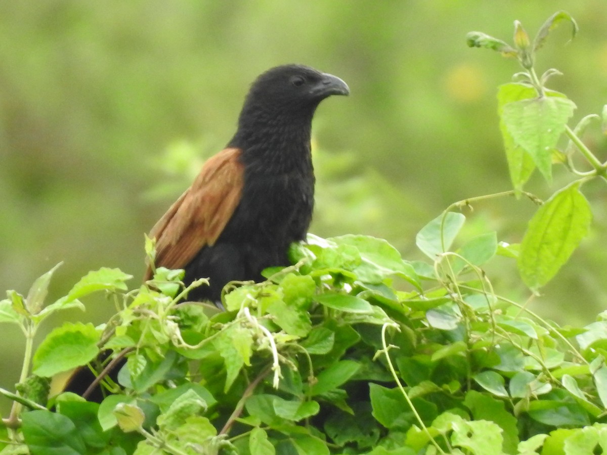 Lesser Coucal - Arulvelan Thillainayagam