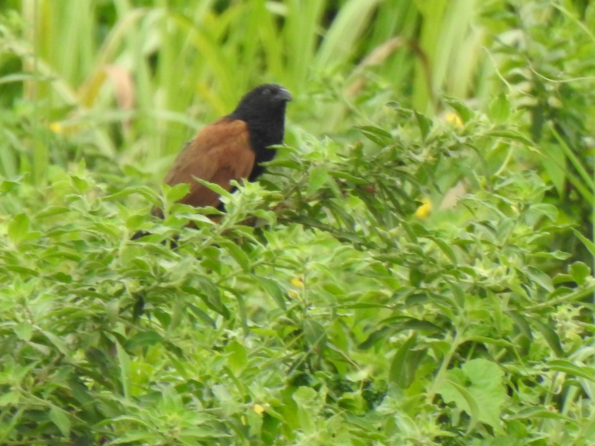 Lesser Coucal - KARTHIKEYAN R