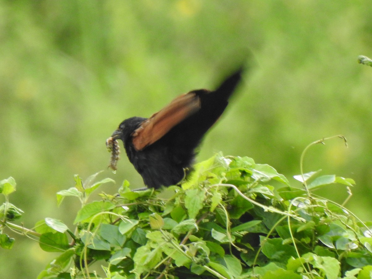 Lesser Coucal - ML365663061