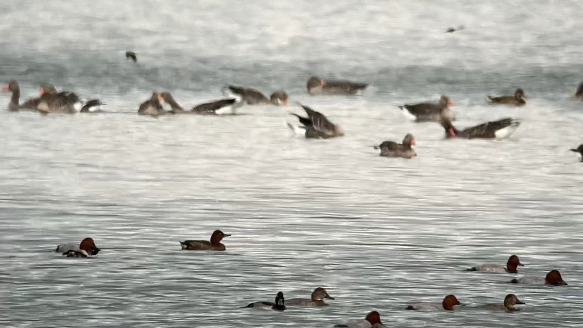 Ferruginous Duck - ML365663321