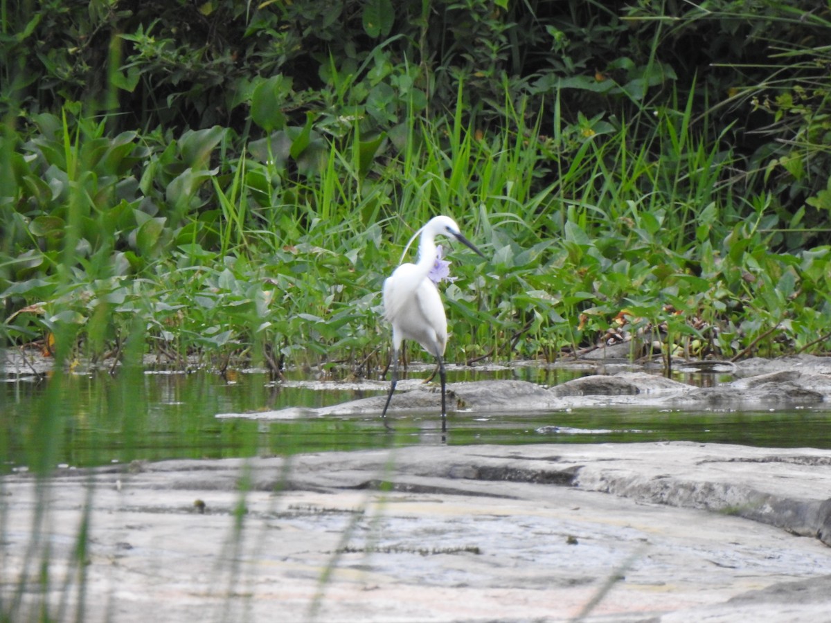 Little Egret - ML365663661