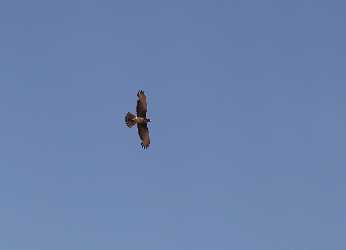 Grasshopper Buzzard - Fikret Ataşalan