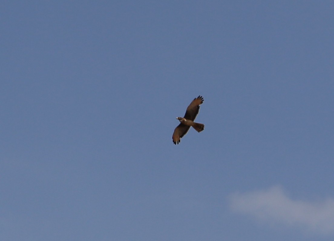 Grasshopper Buzzard - ML365663791