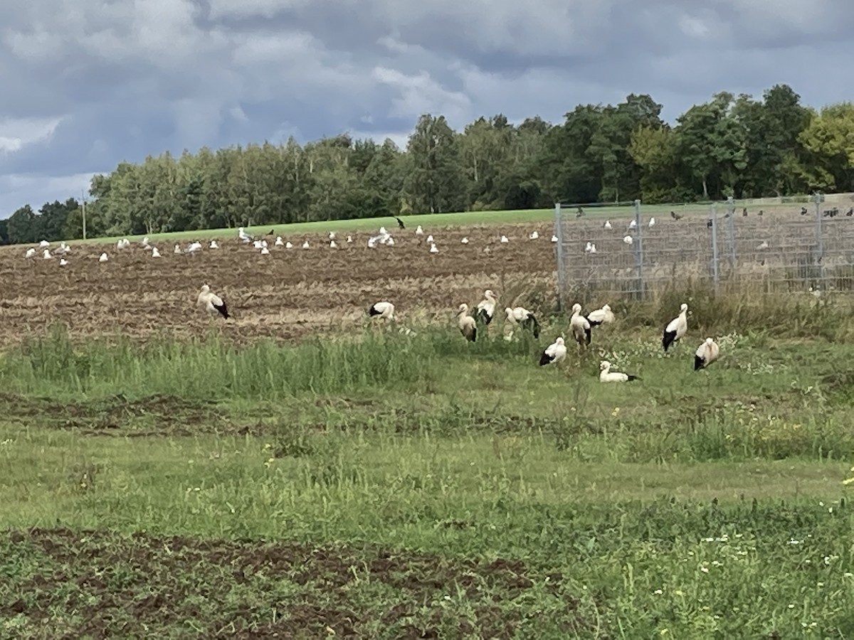 White Stork - ML365663961