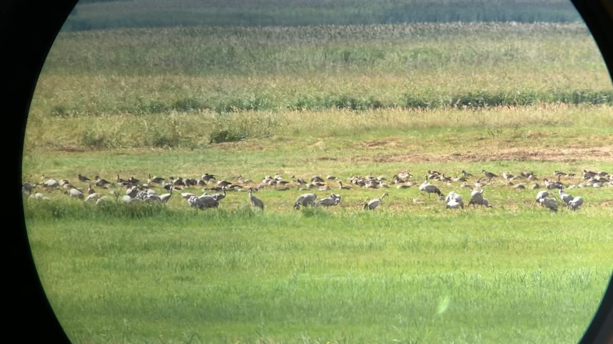 Common Crane - ML365664191