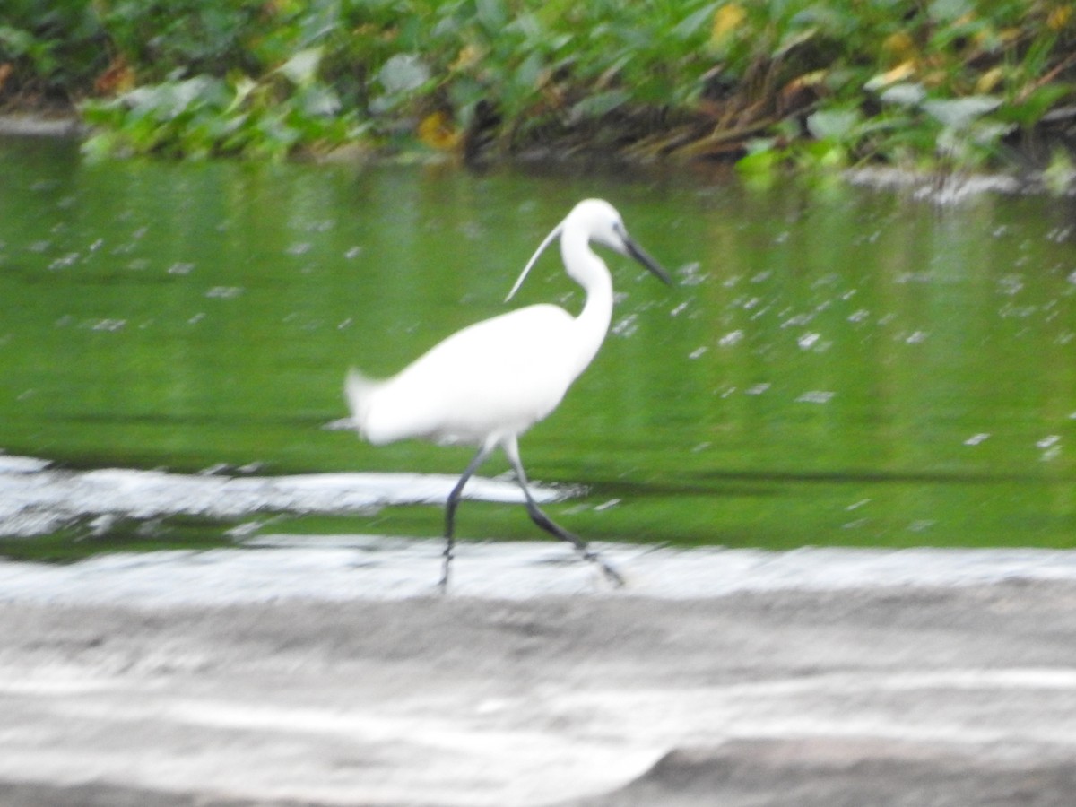 Little Egret - ML365665171