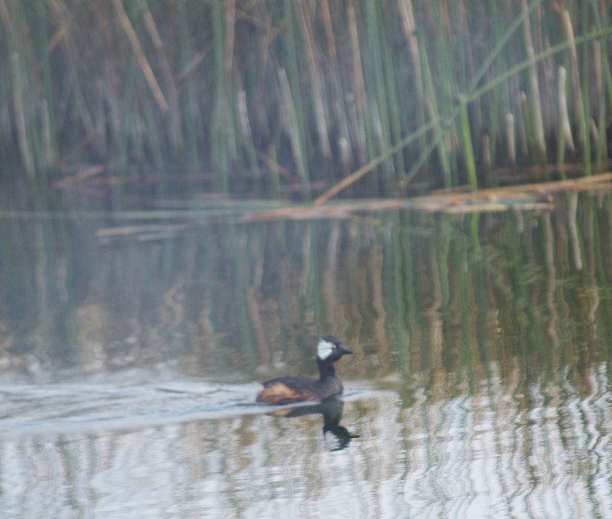 White-tufted Grebe - ML365665671