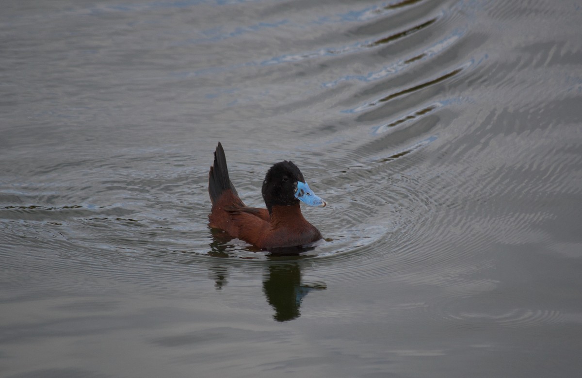 Andean Duck - ML365665781