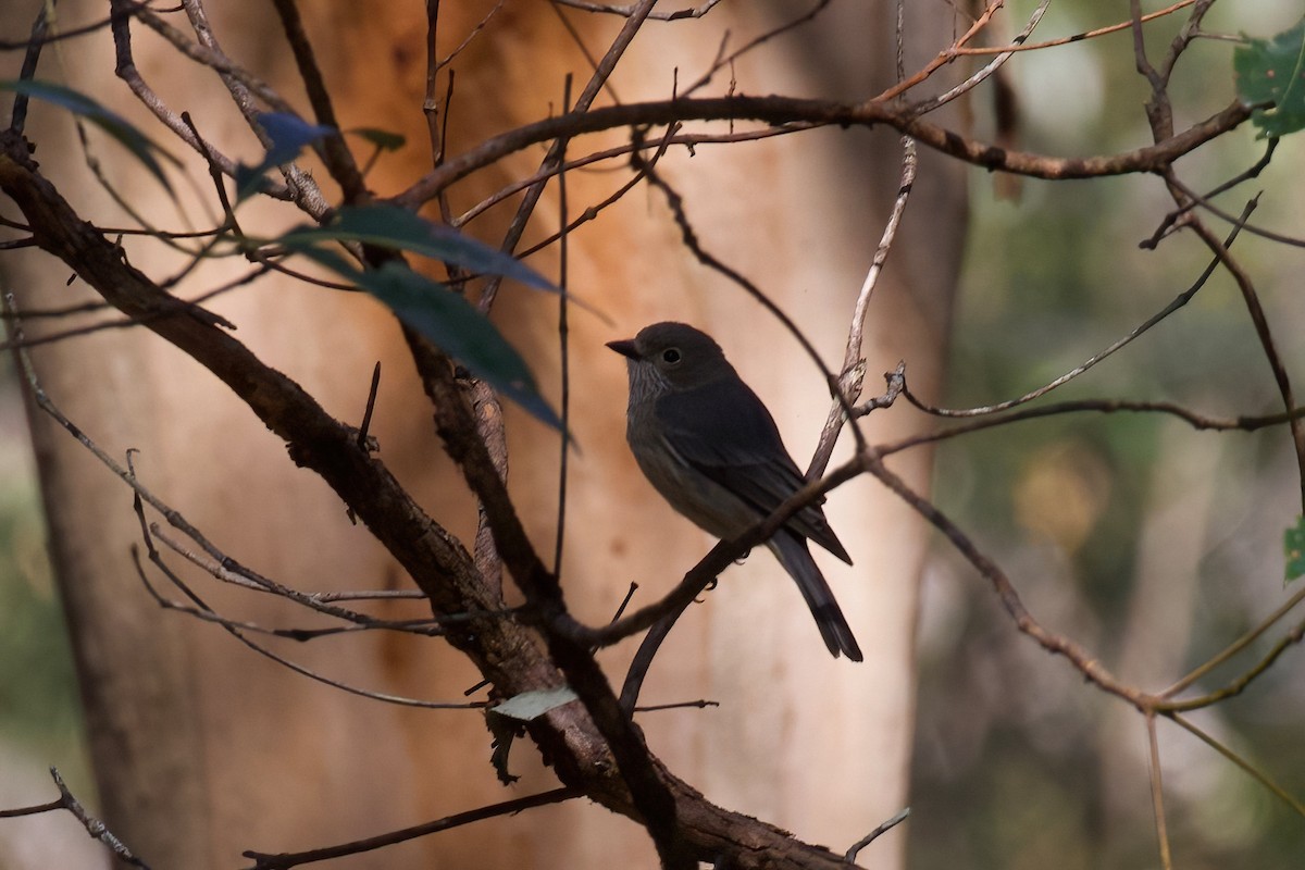 Rufous Whistler - Dennis Devers