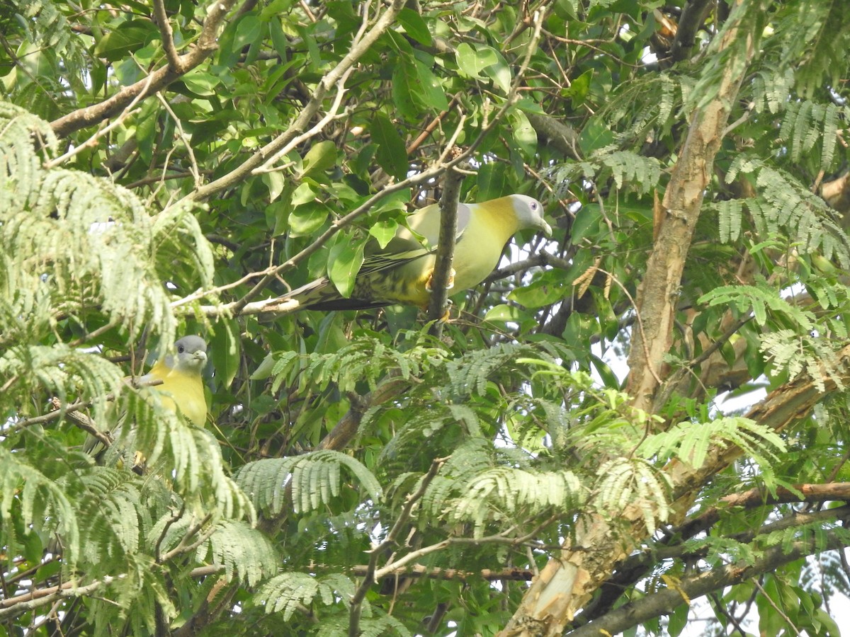 Yellow-footed Green-Pigeon - Arulvelan Thillainayagam