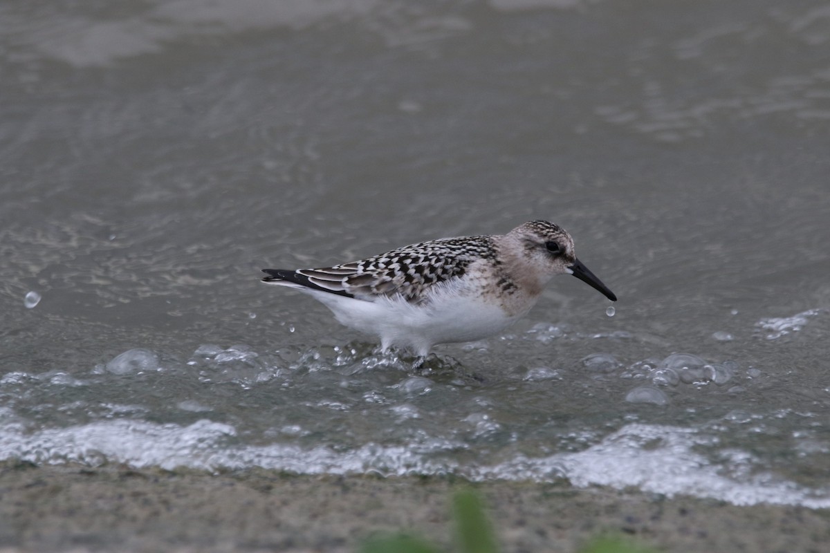 Bécasseau sanderling - ML365669161