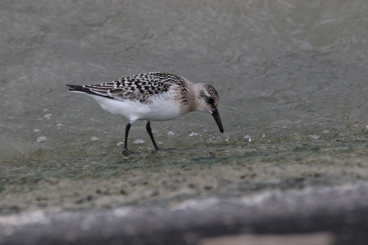 Bécasseau sanderling - ML365669181