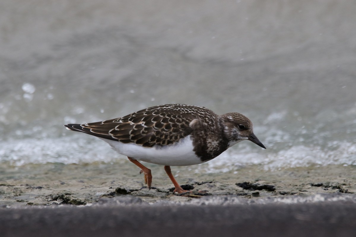 Ruddy Turnstone - ML365669331