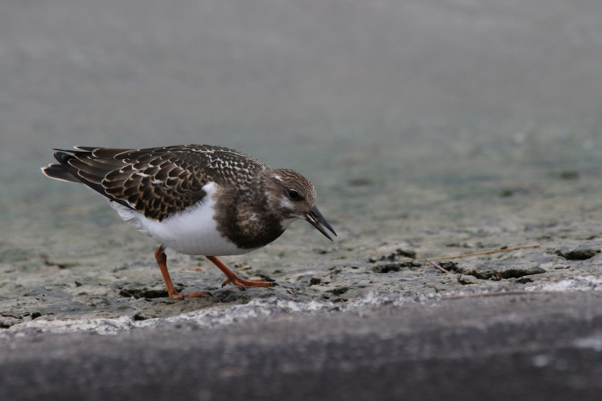 Ruddy Turnstone - ML365669341