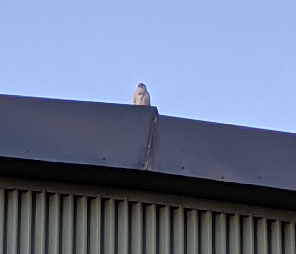 Nankeen Kestrel - ML365669431