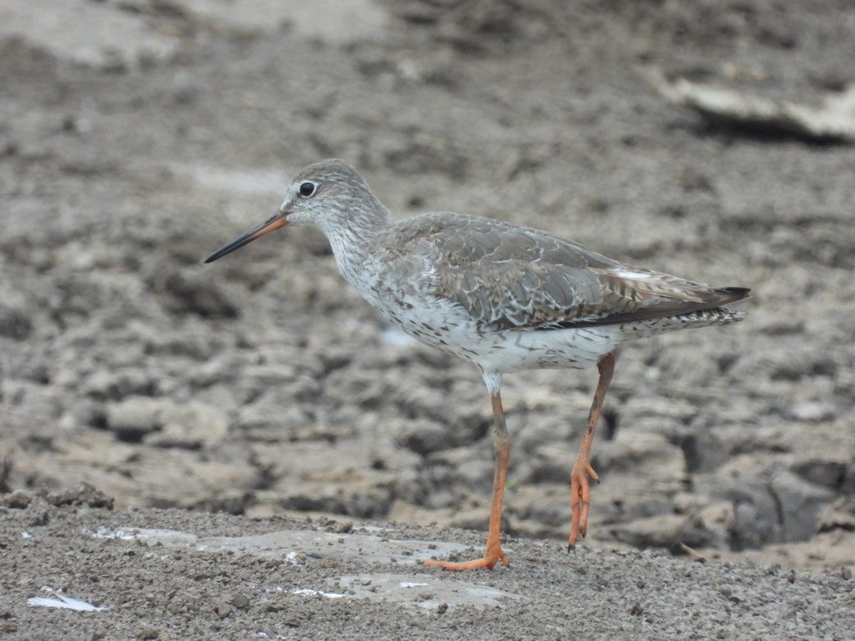 Common Redshank - Lakshmikant Neve