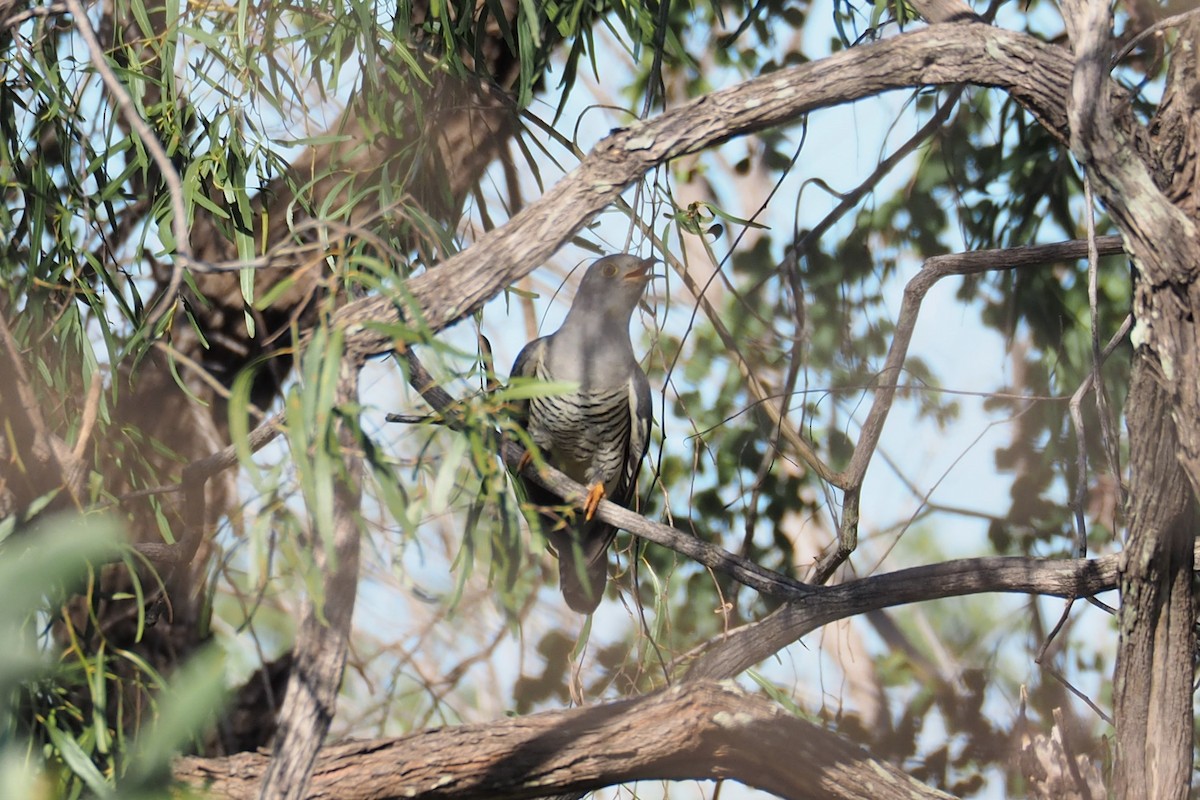 Oriental Cuckoo - Isaac Clarey