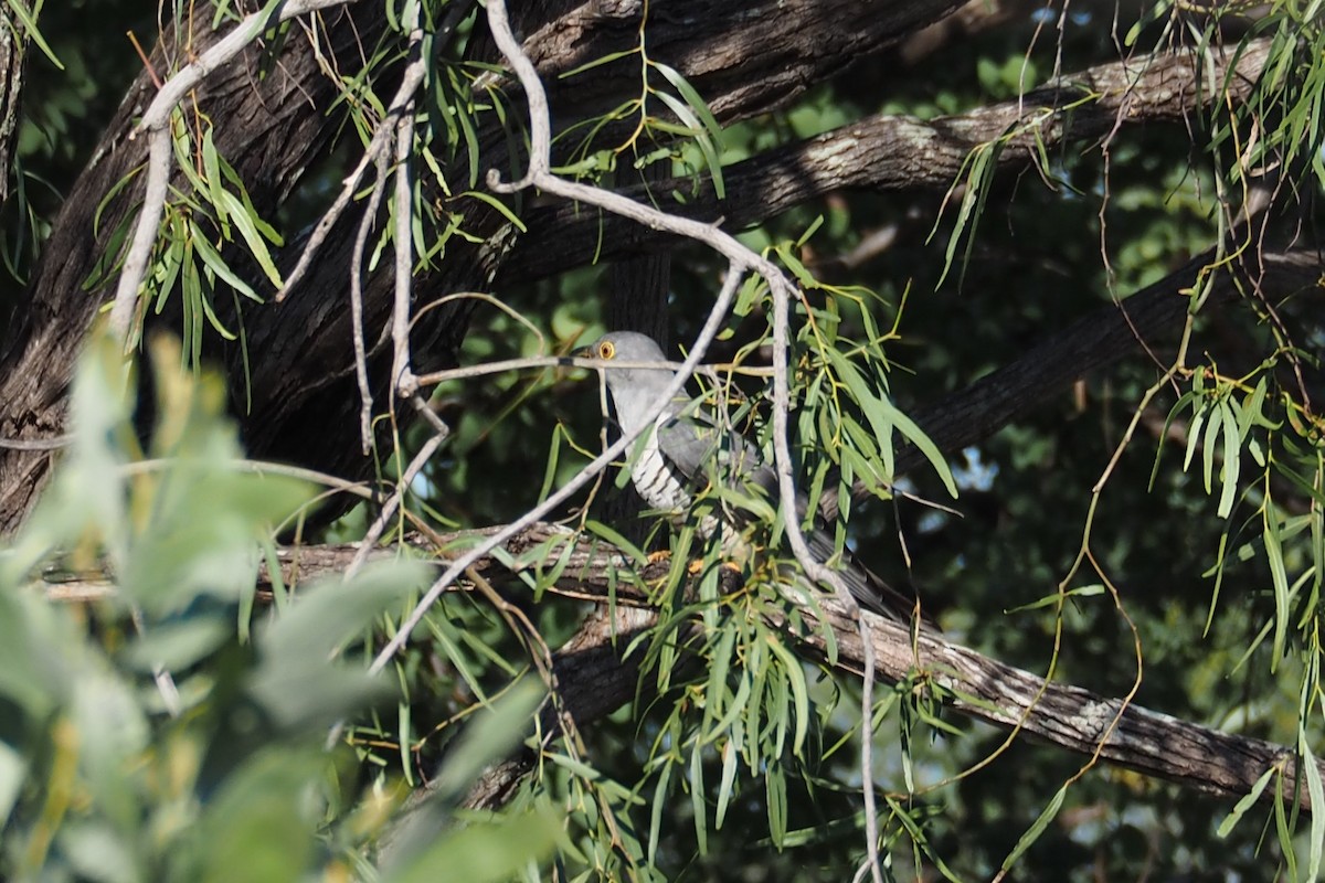 Oriental Cuckoo - ML365670431