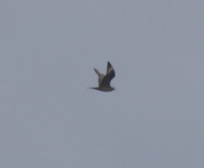 Long-tailed Jaeger - Ken Oeser