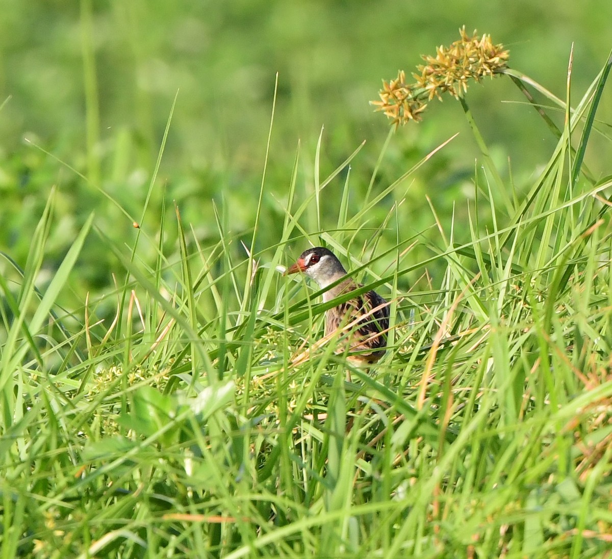 Weißbrauen-Sumpfhuhn - ML365675921