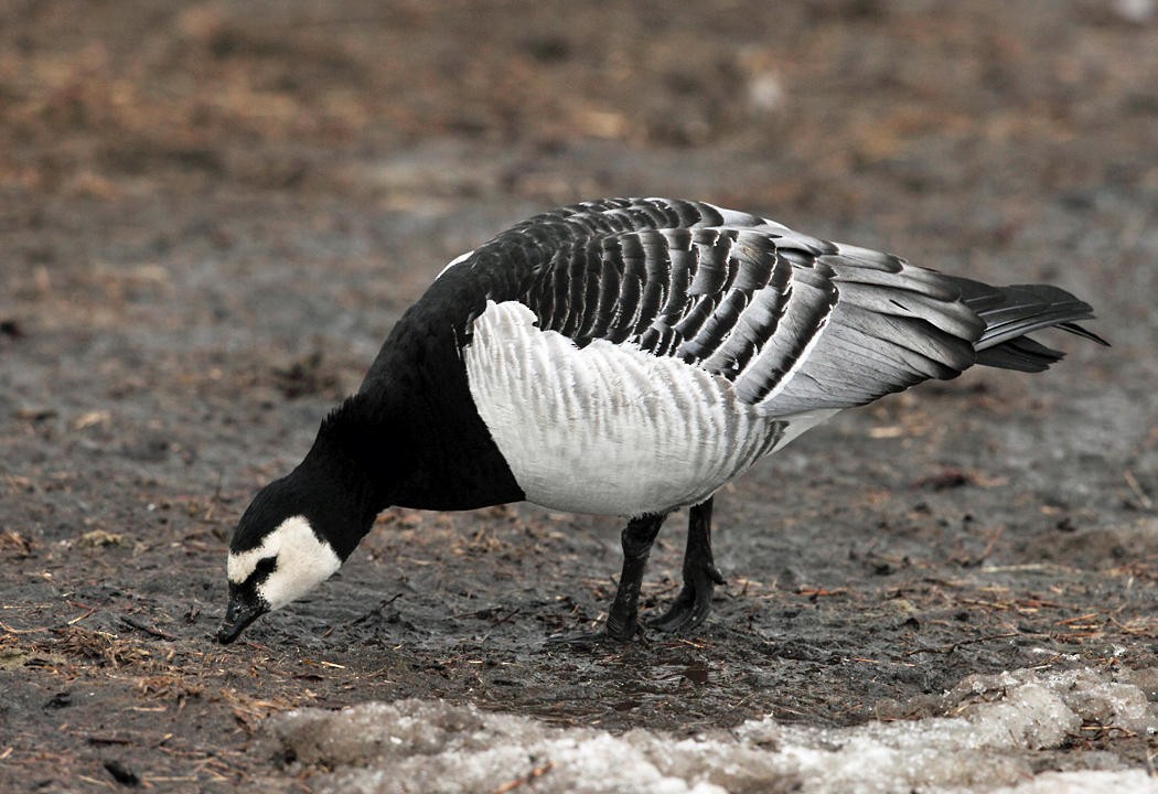 Barnacle Goose - ML36567611